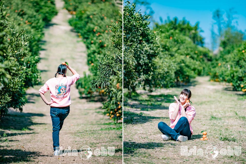 新竹寶山景點〡桔滿緣寶山農場〡一百元橘子吃到飽, 季節限定採橘樂, 緩坡果園拍照超美, 親子採果體驗推薦, 大吉大利緣緣滿滿