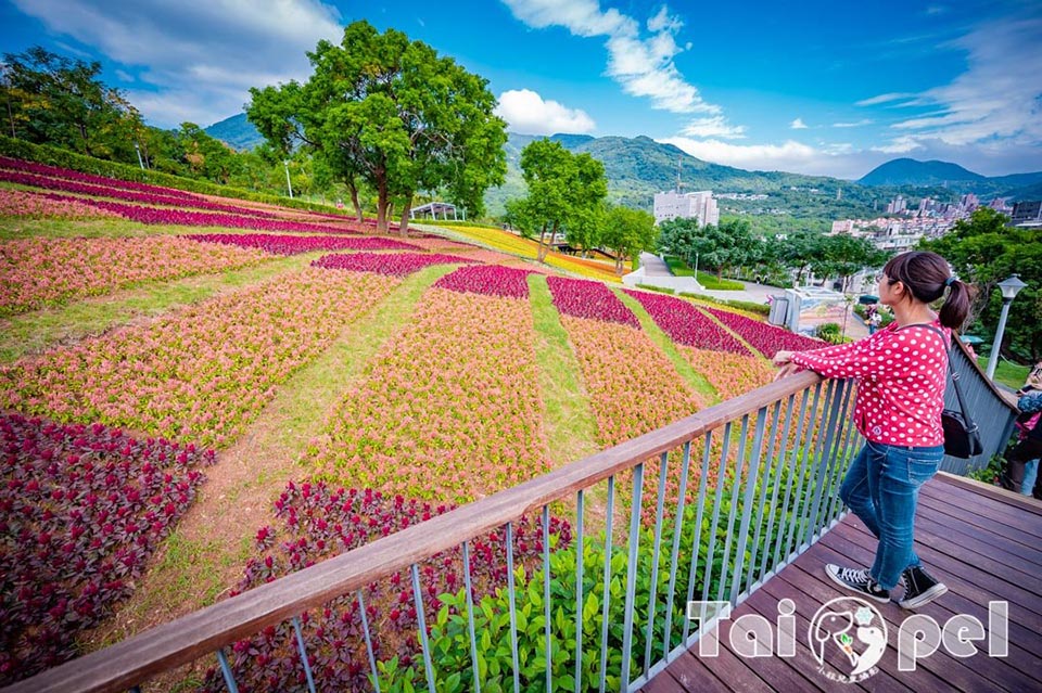 台北北投景點〡北投社三層崎公園〡2025三層崎花海, 來自大冠鷲的守護, 漫遊彩色浪花海, 童話風愛心鞦韆, 紫色浪漫薰衣草