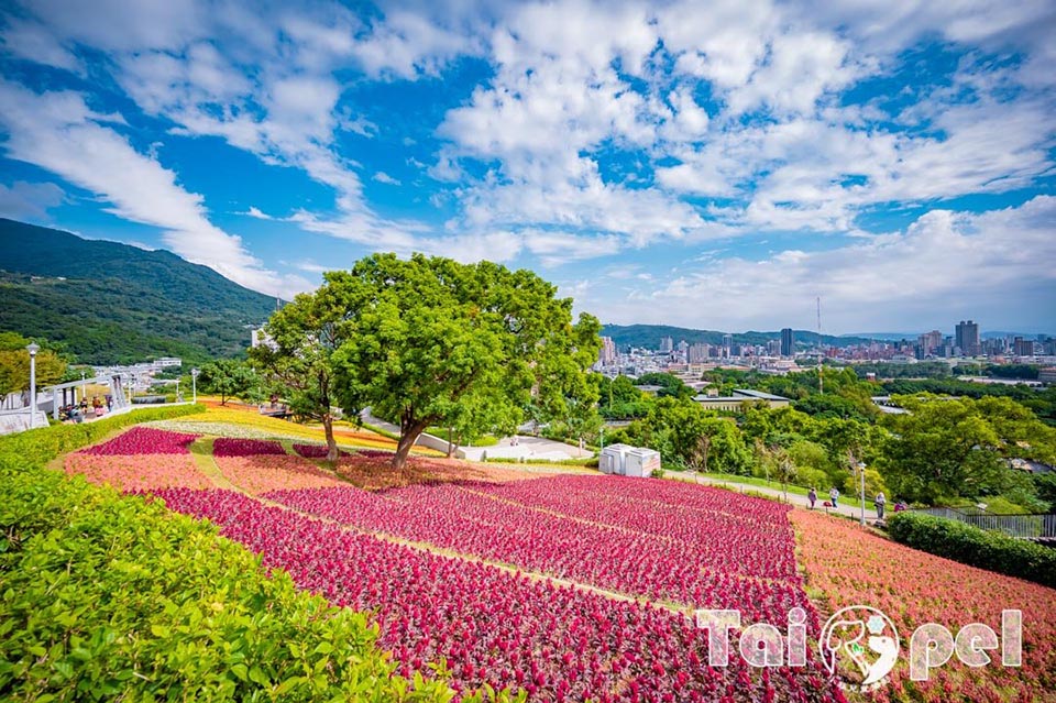 台北北投景點〡北投社三層崎公園〡2025三層崎花海, 來自大冠鷲的守護, 漫遊彩色浪花海, 童話風愛心鞦韆, 紫色浪漫薰衣草