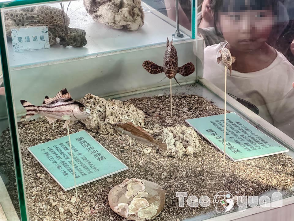 0429-11 桃園觀音景點〡觀新藻礁生態區〡全臺最大藻礁地形, 近距離觀察彈塗魚和螃蟹大軍, 千年藻礁認識與探索, 繪本故事說演 & 濱海伯公巡禮, 免費親子體驗活動