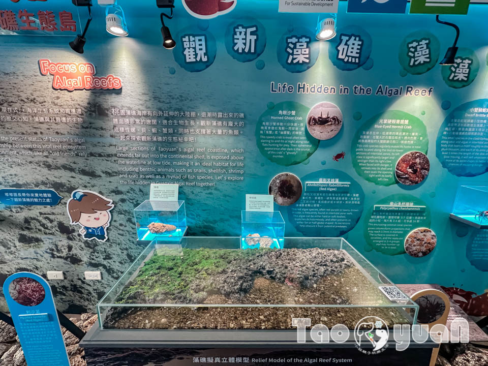IMG_4383 桃園觀音景點〡觀新藻礁生態區〡全臺最大藻礁地形, 近距離觀察彈塗魚和螃蟹大軍, 千年藻礁認識與探索, 繪本故事說演 & 濱海伯公巡禮, 免費親子體驗活動