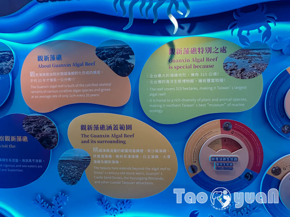 IMG_4473 桃園觀音景點〡觀新藻礁生態區〡全臺最大藻礁地形, 近距離觀察彈塗魚和螃蟹大軍, 千年藻礁認識與探索, 繪本故事說演 & 濱海伯公巡禮, 免費親子體驗活動