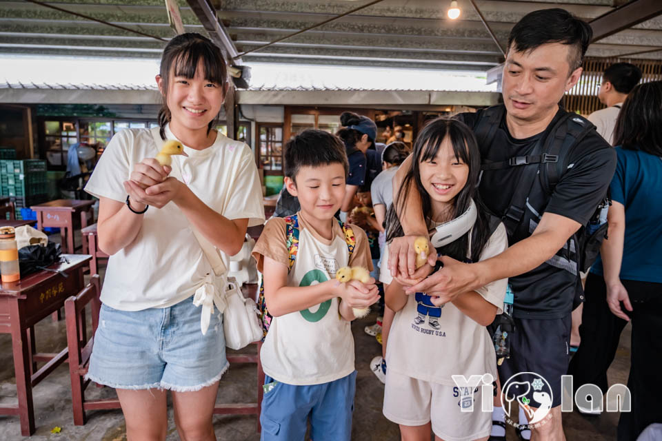 宜蘭五結景點〡鴨寮故事館〡只要十元讓鴨子吃飽飽。紅土鹹鴨蛋自己撿自己做