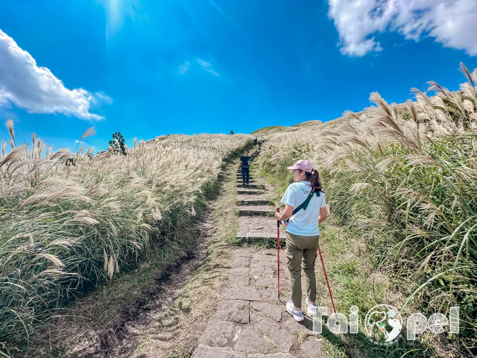 台北市區景點〡七星山步道〡台北第一高峰七星山主峰, 七星山小油坑步道, 北部賞秋芒好去處, 神秘秘境夢幻湖