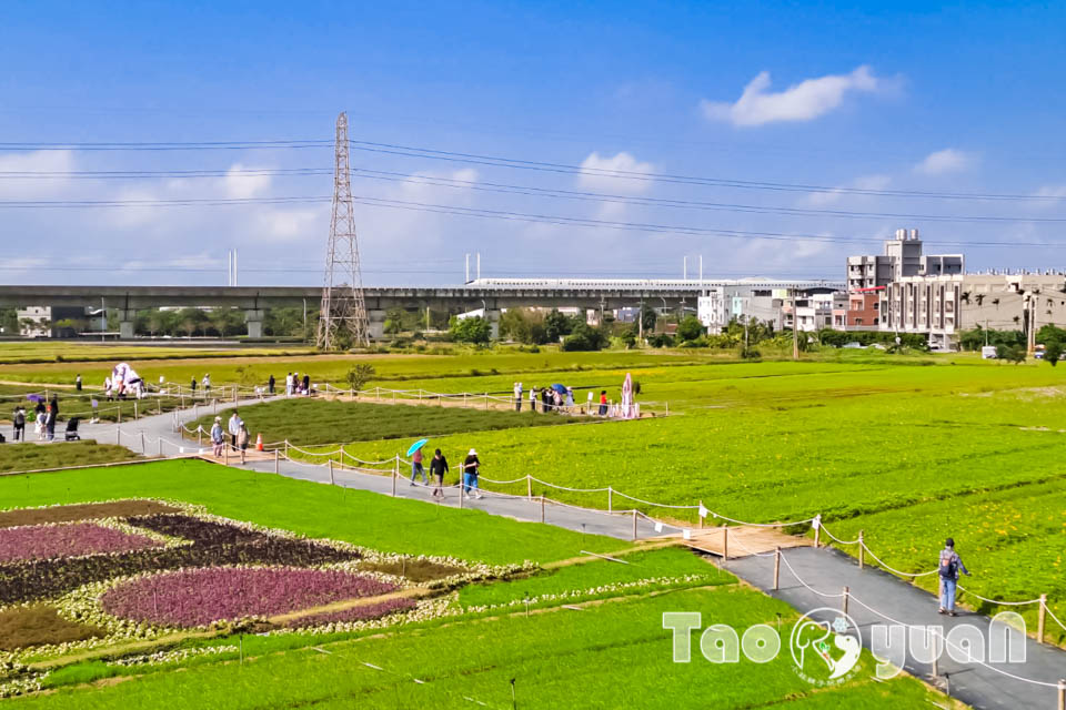 142024-2 桃園楊梅景點〡2025桃園仙草嘉年華〡仙草花浪漫席捲, 酷洛米可愛爆擊, 紫色炫風來襲, 季節限定美景, 高鐵同框超加分, 親子賞花推薦