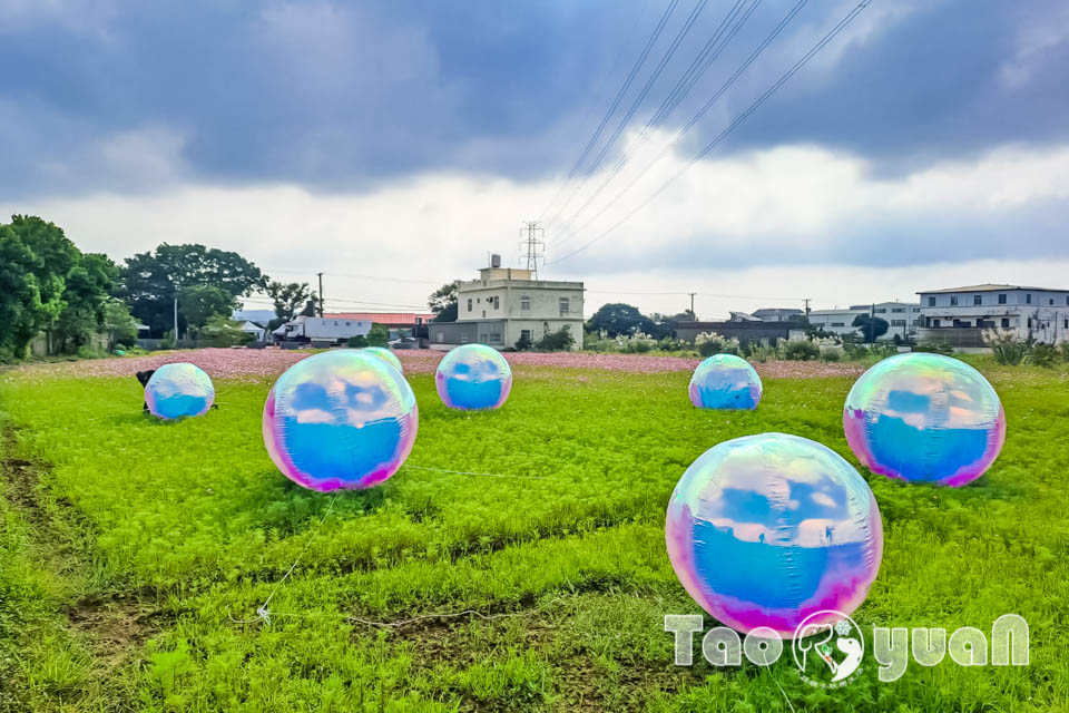 142028-2 桃園楊梅景點〡2025桃園仙草嘉年華〡仙草花浪漫席捲, 酷洛米可愛爆擊, 紫色炫風來襲, 季節限定美景, 高鐵同框超加分, 親子賞花推薦