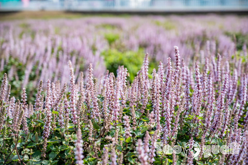 DSC_0927 桃園楊梅景點〡2025桃園仙草嘉年華〡仙草花浪漫席捲, 酷洛米可愛爆擊, 紫色炫風來襲, 季節限定美景, 高鐵同框超加分, 親子賞花推薦