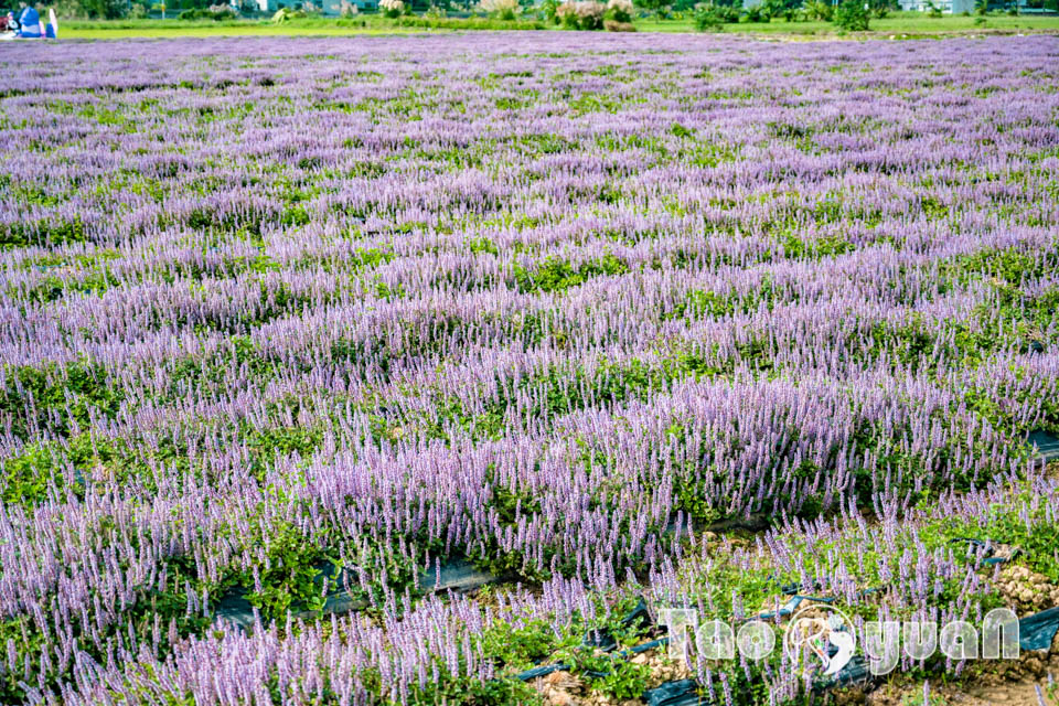 DSC_0938 桃園楊梅景點〡2025桃園仙草嘉年華〡仙草花浪漫席捲, 酷洛米可愛爆擊, 紫色炫風來襲, 季節限定美景, 高鐵同框超加分, 親子賞花推薦