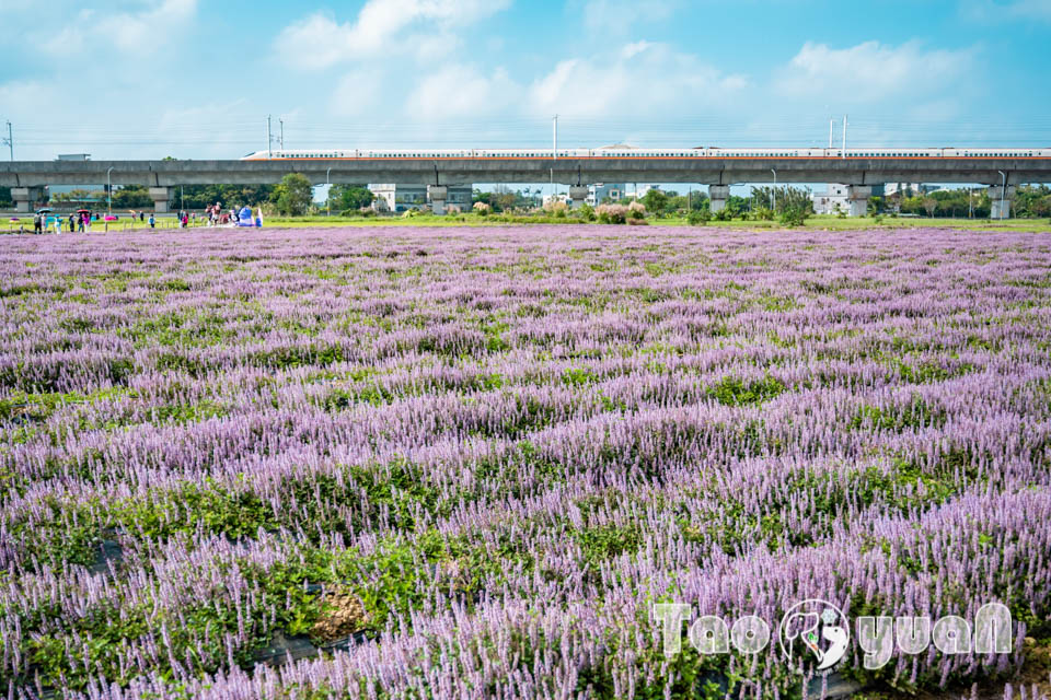 DSC_0941 桃園楊梅景點〡2025桃園仙草嘉年華〡仙草花浪漫席捲, 酷洛米可愛爆擊, 紫色炫風來襲, 季節限定美景, 高鐵同框超加分, 親子賞花推薦
