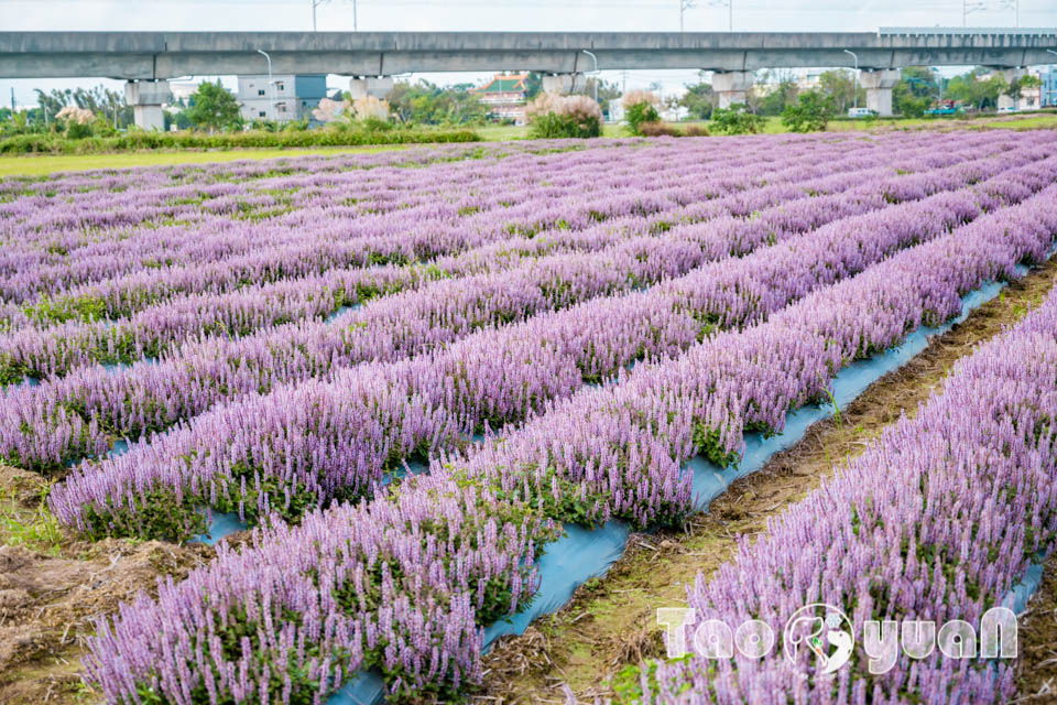 DSC_0954 桃園楊梅景點〡2025桃園仙草嘉年華〡仙草花浪漫席捲, 酷洛米可愛爆擊, 紫色炫風來襲, 季節限定美景, 高鐵同框超加分, 親子賞花推薦