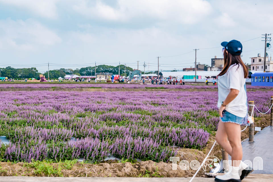 DSC_0957 桃園楊梅景點〡2025桃園仙草嘉年華〡仙草花浪漫席捲, 酷洛米可愛爆擊, 紫色炫風來襲, 季節限定美景, 高鐵同框超加分, 親子賞花推薦