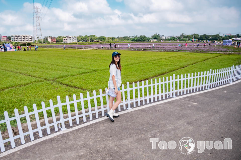 DSC_0981 桃園楊梅景點〡2025桃園仙草嘉年華〡仙草花浪漫席捲, 酷洛米可愛爆擊, 紫色炫風來襲, 季節限定美景, 高鐵同框超加分, 親子賞花推薦