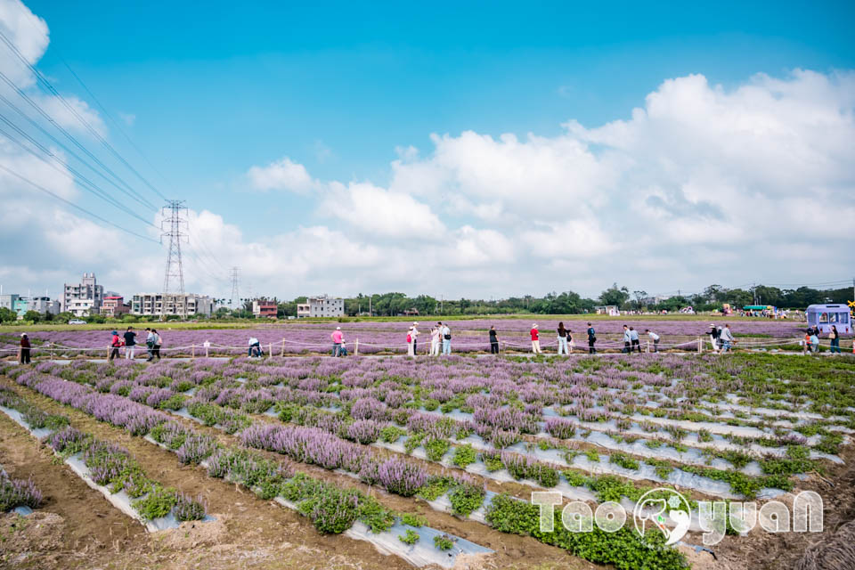 DSC_0987 桃園楊梅景點〡2025桃園仙草嘉年華〡仙草花浪漫席捲, 酷洛米可愛爆擊, 紫色炫風來襲, 季節限定美景, 高鐵同框超加分, 親子賞花推薦