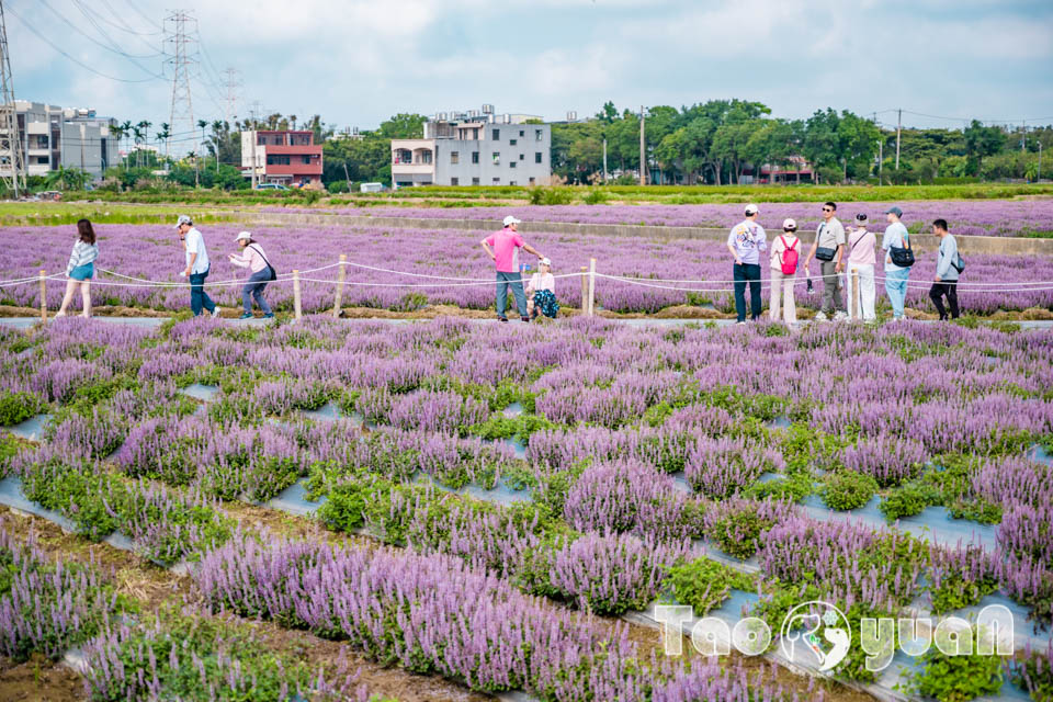 DSC_0988 桃園楊梅景點〡2025桃園仙草嘉年華〡仙草花浪漫席捲, 酷洛米可愛爆擊, 紫色炫風來襲, 季節限定美景, 高鐵同框超加分, 親子賞花推薦