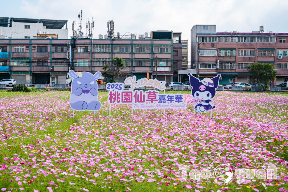 DSC_0999 桃園楊梅景點〡2025桃園仙草嘉年華〡仙草花浪漫席捲, 酷洛米可愛爆擊, 紫色炫風來襲, 季節限定美景, 高鐵同框超加分, 親子賞花推薦