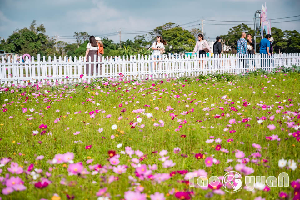 DSC_1005 桃園楊梅景點〡2025桃園仙草嘉年華〡仙草花浪漫席捲, 酷洛米可愛爆擊, 紫色炫風來襲, 季節限定美景, 高鐵同框超加分, 親子賞花推薦