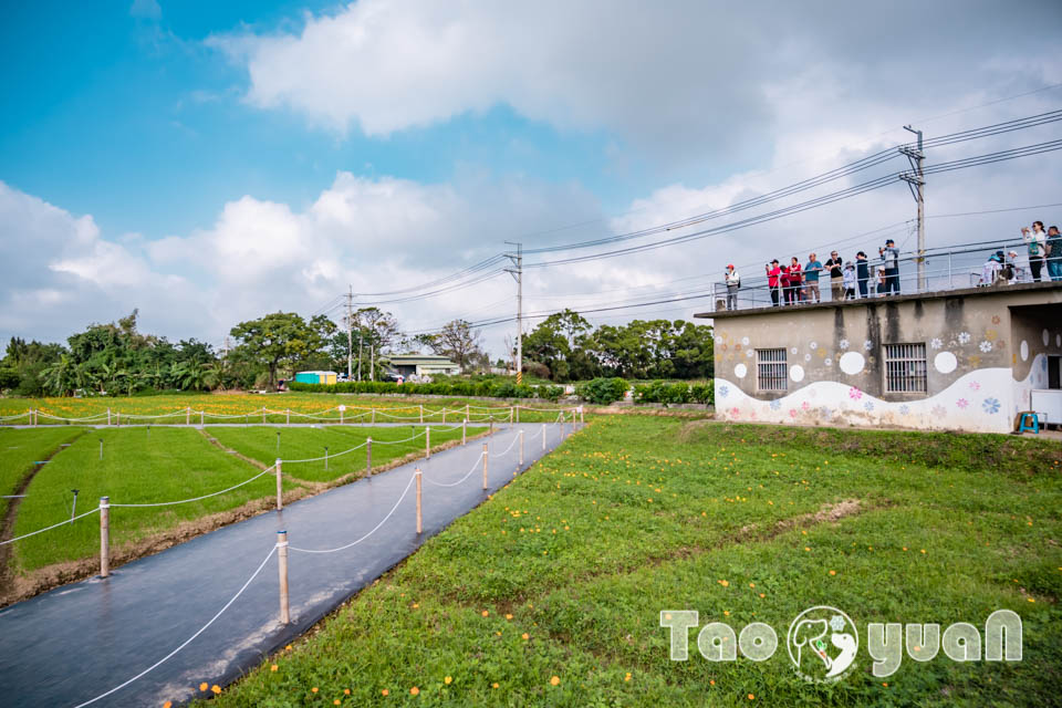 DSC_1015 桃園楊梅景點〡2025桃園仙草嘉年華〡仙草花浪漫席捲, 酷洛米可愛爆擊, 紫色炫風來襲, 季節限定美景, 高鐵同框超加分, 親子賞花推薦