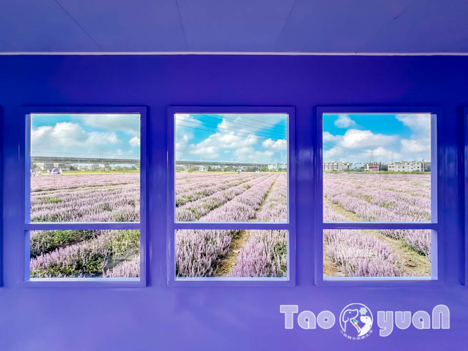 IMG_4817 桃園楊梅景點〡2025桃園仙草嘉年華〡仙草花浪漫席捲, 酷洛米可愛爆擊, 紫色炫風來襲, 季節限定美景, 高鐵同框超加分, 親子賞花推薦