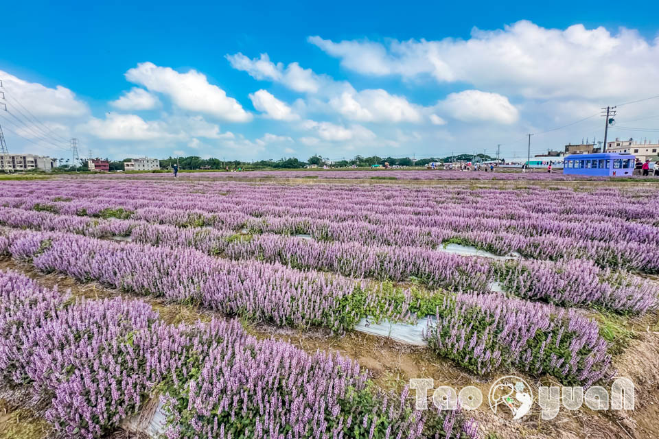 IMG_4827 桃園楊梅景點〡2025桃園仙草嘉年華〡仙草花浪漫席捲, 酷洛米可愛爆擊, 紫色炫風來襲, 季節限定美景, 高鐵同框超加分, 親子賞花推薦