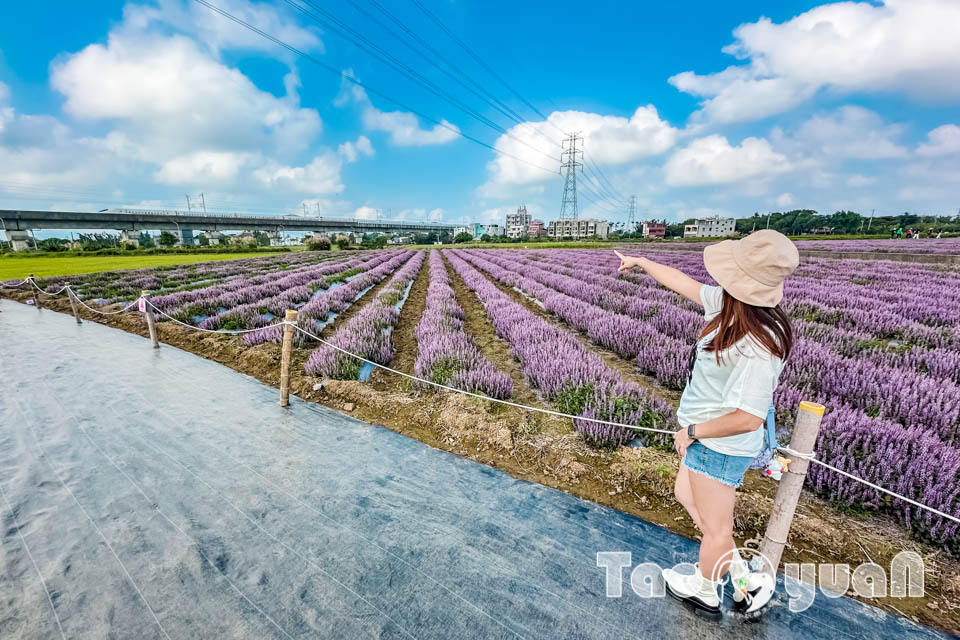 IMG_4844 桃園楊梅景點〡2025桃園仙草嘉年華〡仙草花浪漫席捲, 酷洛米可愛爆擊, 紫色炫風來襲, 季節限定美景, 高鐵同框超加分, 親子賞花推薦
