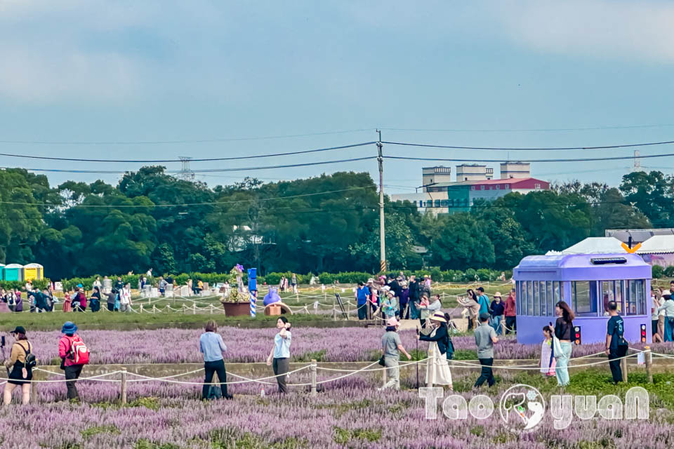 IMG_4913 桃園楊梅景點〡2025桃園仙草嘉年華〡仙草花浪漫席捲, 酷洛米可愛爆擊, 紫色炫風來襲, 季節限定美景, 高鐵同框超加分, 親子賞花推薦