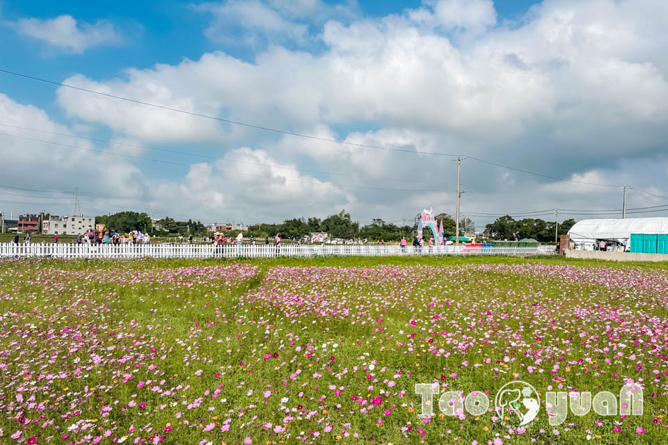 IMG_4927 桃園楊梅景點〡2025桃園仙草嘉年華〡仙草花浪漫席捲, 酷洛米可愛爆擊, 紫色炫風來襲, 季節限定美景, 高鐵同框超加分, 親子賞花推薦
