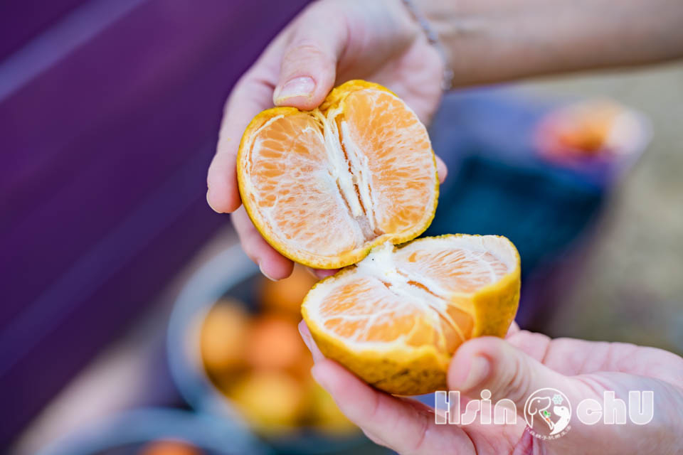 新竹寶山景點〡桔滿緣寶山農場〡一百元橘子吃到飽, 季節限定採橘樂, 緩坡果園拍照超美, 親子採果體驗推薦, 大吉大利緣緣滿滿