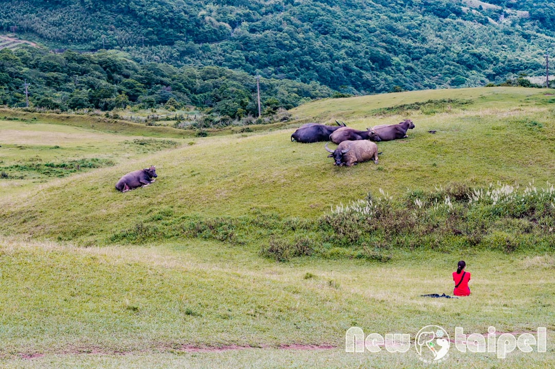 新北貢寮玩樂懶人包〡綠意盎然賞景步道, 夏日戲水好選擇, 漁村生態探索趣, 搜尋在地美食, 繼續走讀持續更新 @小菲親子玩樂生活