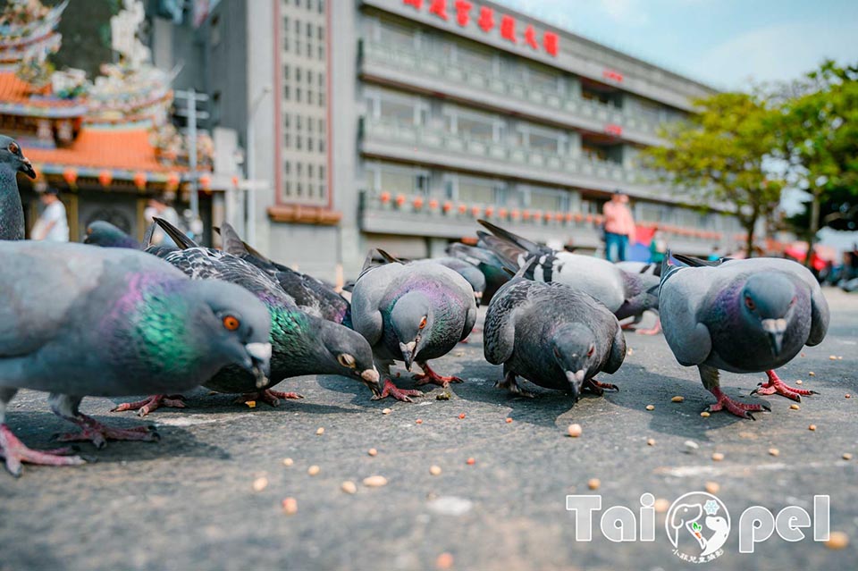 台北北投景點〡關渡宮〡北部知名百年廟宇, 300年以上信仰中心, 必訪財神洞古佛洞, 靈山公園賞夕陽, 順遊關渡碼頭