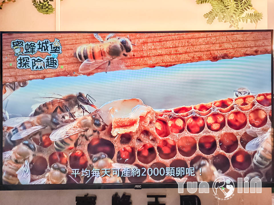 145067_0 雲林古坑景點〡蜜蜂故事館〡玻璃蜂箱蜜蜂無所遁形, 不用全裝即可近距離觀察, 蜂巢霜淇淋甜蜜好滋味, 免門票親子順遊景點, 古坑綠色隧道旁