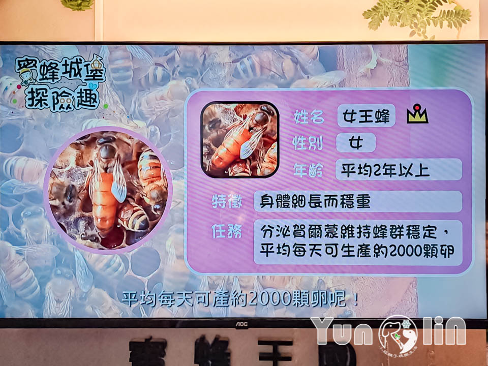 145068_0 雲林古坑景點〡蜜蜂故事館〡玻璃蜂箱蜜蜂無所遁形, 不用全裝即可近距離觀察, 蜂巢霜淇淋甜蜜好滋味, 免門票親子順遊景點, 古坑綠色隧道旁