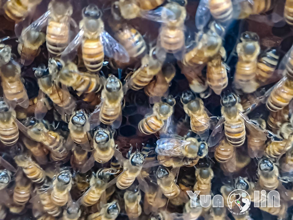 145069_0 雲林古坑景點〡蜜蜂故事館〡玻璃蜂箱蜜蜂無所遁形, 不用全裝即可近距離觀察, 蜂巢霜淇淋甜蜜好滋味, 免門票親子順遊景點, 古坑綠色隧道旁