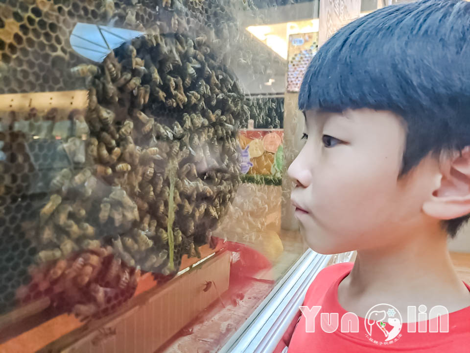 145088_0 雲林古坑景點〡蜜蜂故事館〡玻璃蜂箱蜜蜂無所遁形, 不用全裝即可近距離觀察, 蜂巢霜淇淋甜蜜好滋味, 免門票親子順遊景點, 古坑綠色隧道旁
