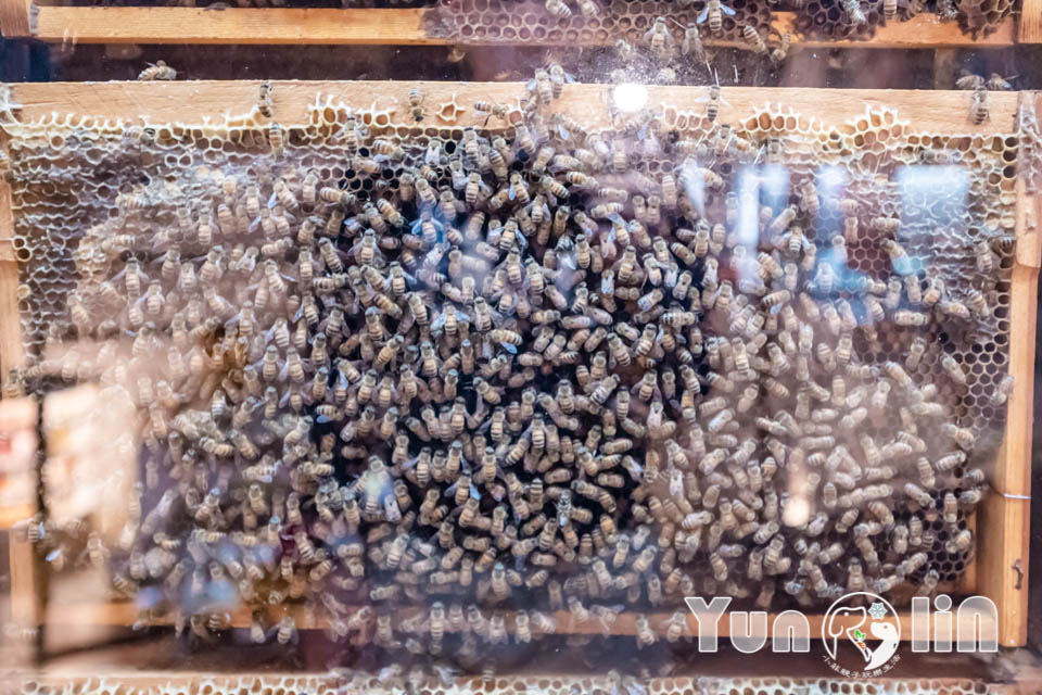 DSC_3041 雲林古坑景點〡蜜蜂故事館〡玻璃蜂箱蜜蜂無所遁形, 不用全裝即可近距離觀察, 蜂巢霜淇淋甜蜜好滋味, 免門票親子順遊景點, 古坑綠色隧道旁